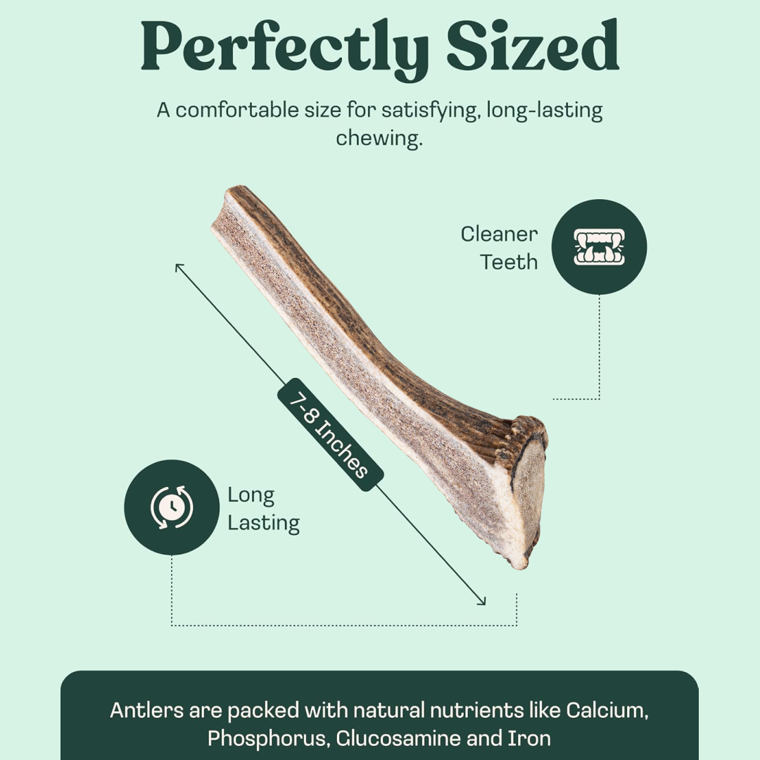 Elk Antler Split Chew