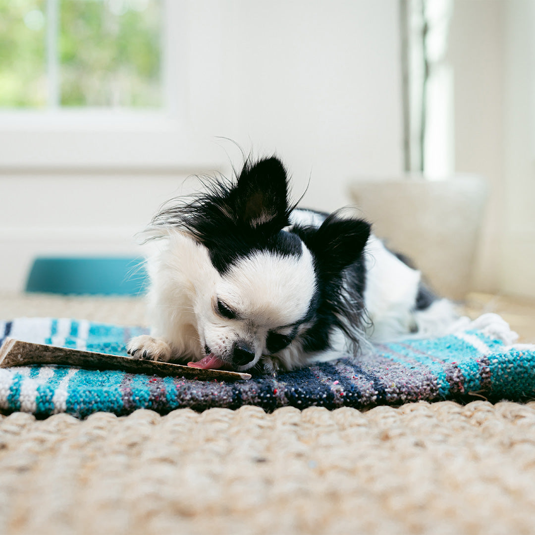 Mountain Valley Antlers keep your pup happy and healthy