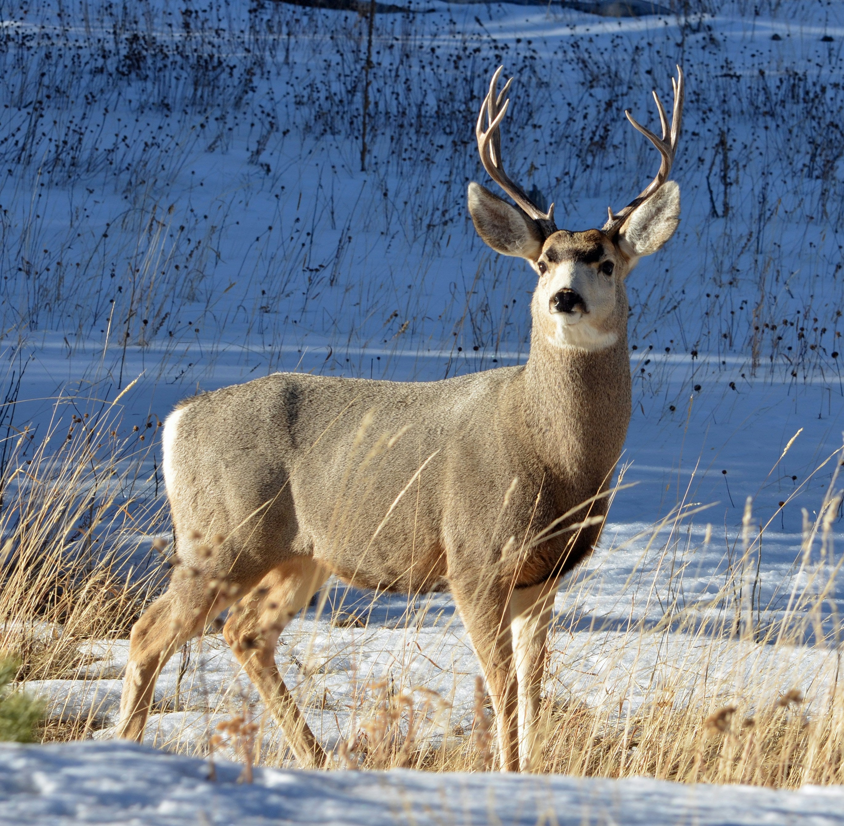 Mountain Valley Antlers are grade-a antlers ethically sourced and gathered from shed antlers