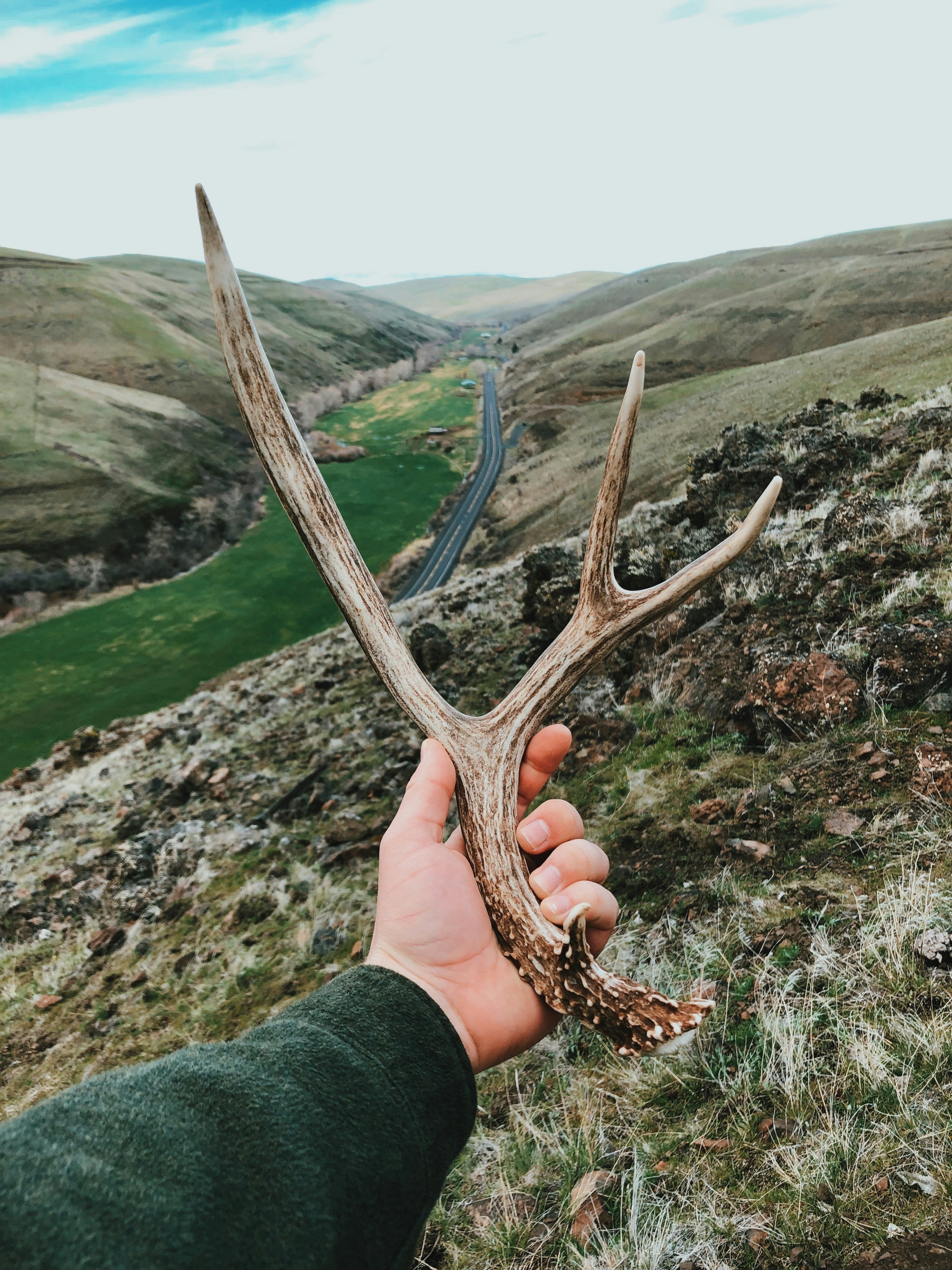 Dog gathering shed antlers