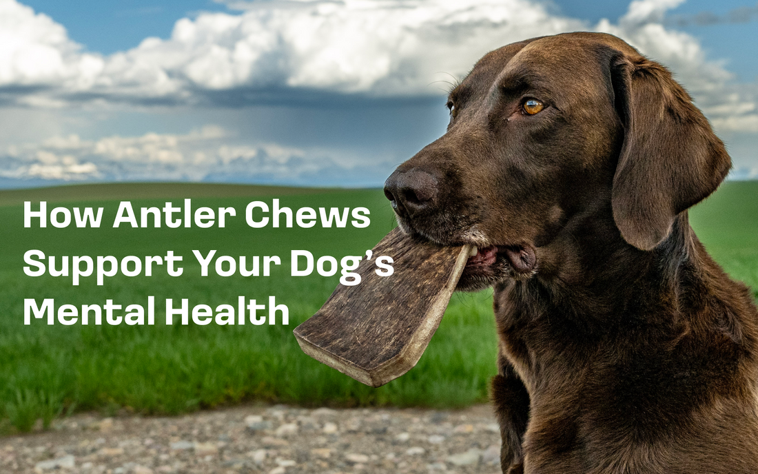 How Antler Chews Support Your Dog’s Mental Health