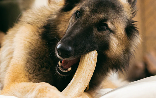 How Long Do Antler Dog Chews Last?