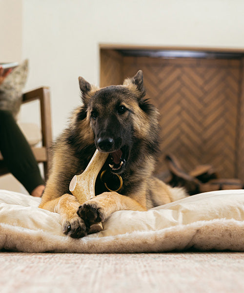 What Are Antlers For?