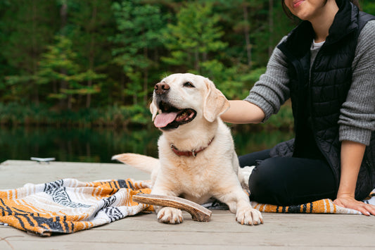 The Environmental Impact of Synthetic Dog Chews