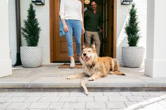 Why Antlers Don’t Smell (And Why That Matters Indoors)