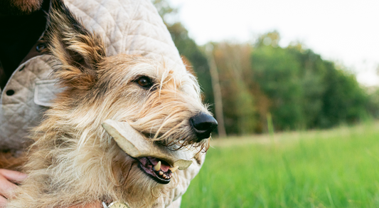 Moose Antlers for Dogs 101