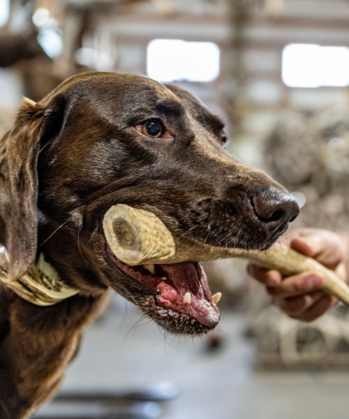 Why Mountain Valley Antlers Only Offers Premium Grade Antlers