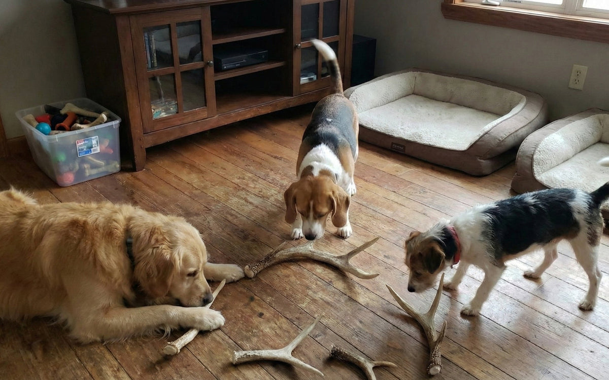 Antlers in Multi-Dog Homes: What to Know Before You Buy