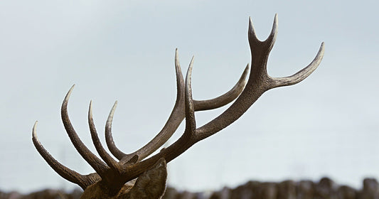 The Different Grades of Antler Chews (and Why Grade A is the Best)