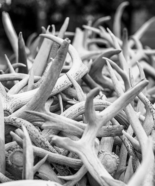 The Antler Cycle: What’s Happening in the Wild Right Now