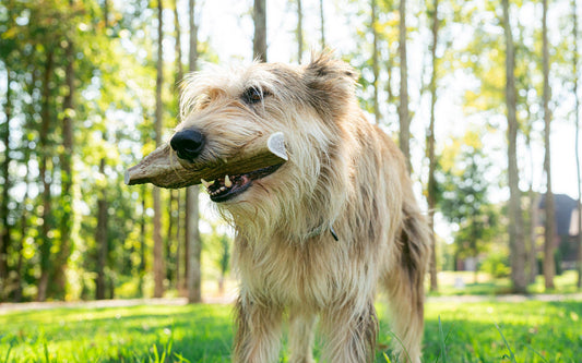 The History of Antlers as Dog Chews: From Native Traditions to Modern Pet Care