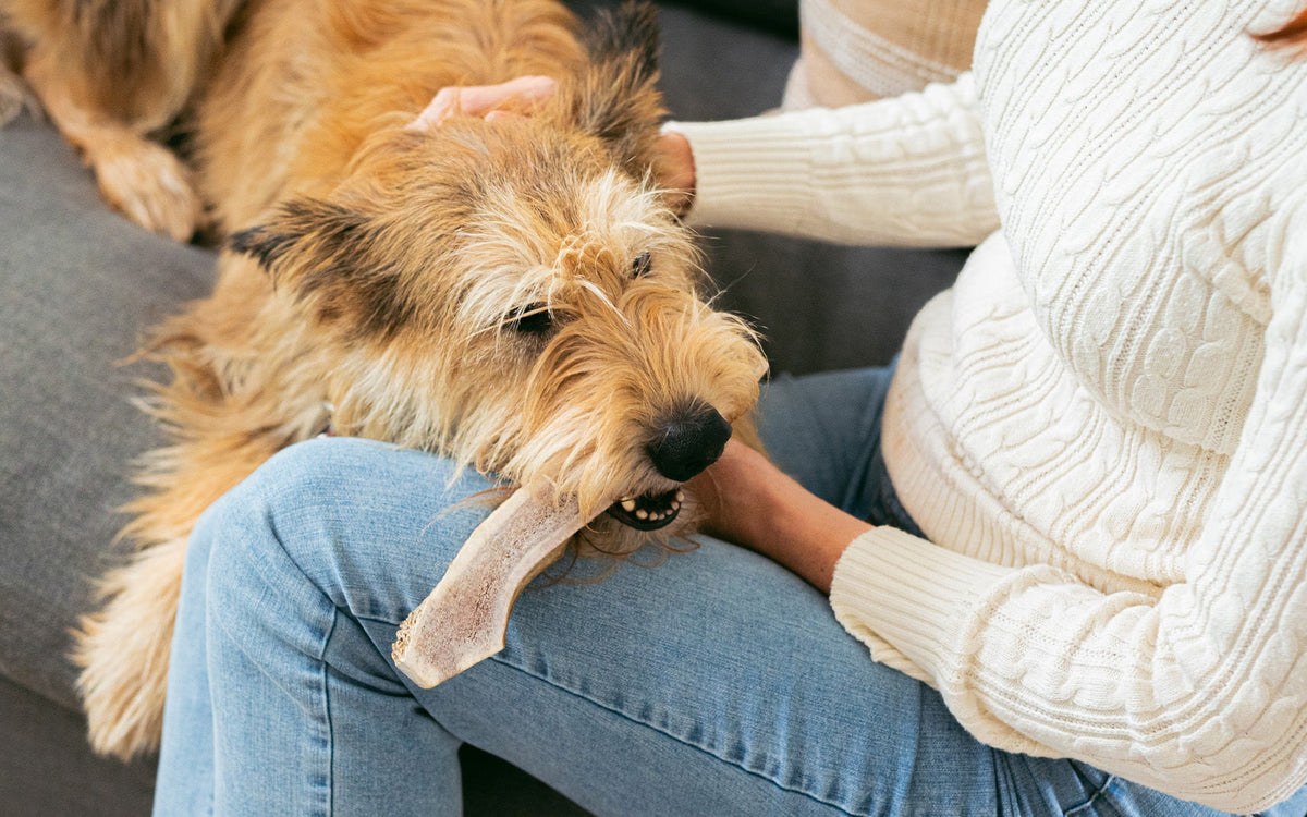 Can Antlers Break Your Dog’s Teeth? How to Keep Chewing Safe