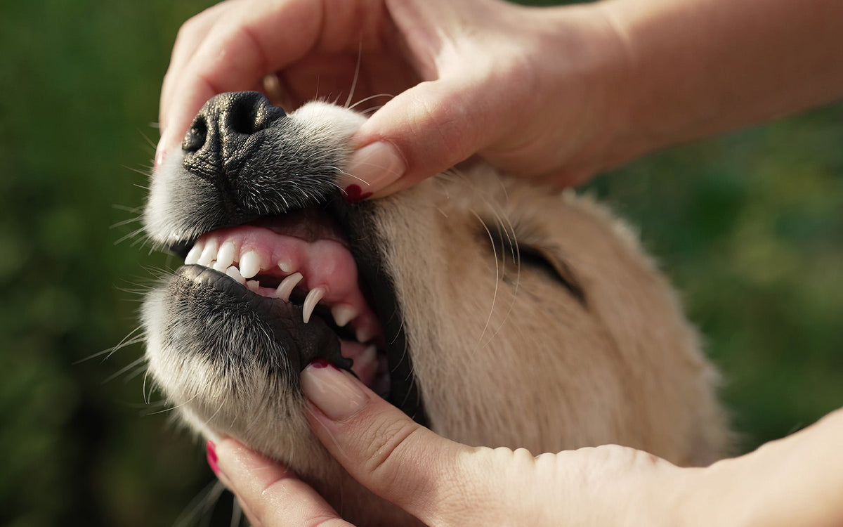 Antlers and Dental Health: What Chewing Does for Your Dog’s Teeth and Gums
