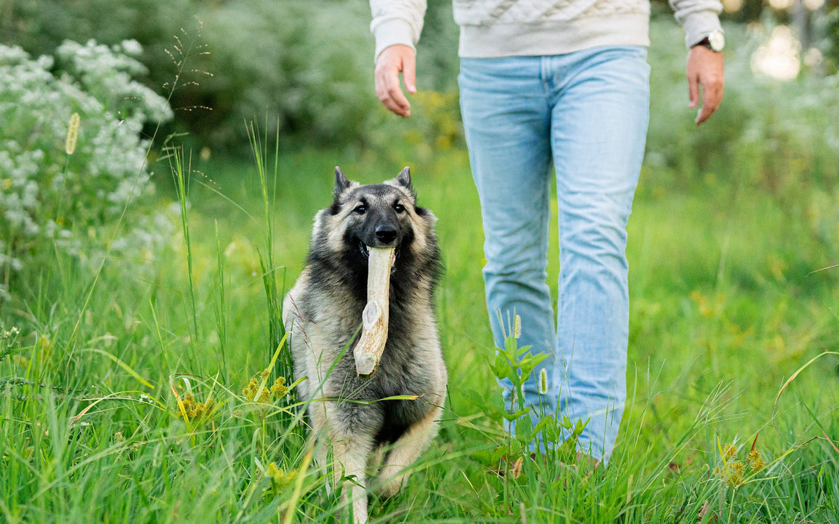 The Psychology of Enrichment: Why Dogs Need a “Job” to Do