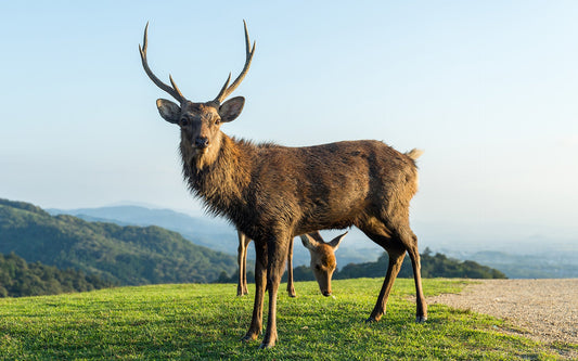 From Mountain to Living Room: The Journey of an Antler