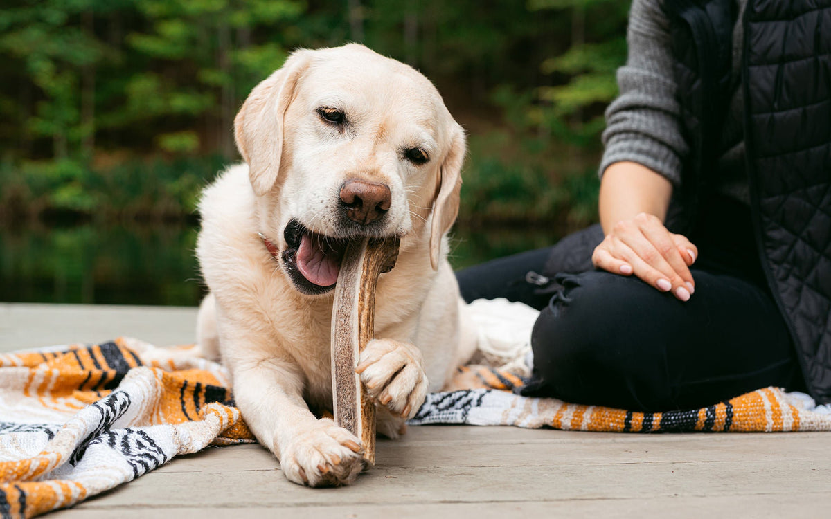 Seasonal Chewing Habits: How Weather and Environment Affect Your Dog’s Chew Patterns