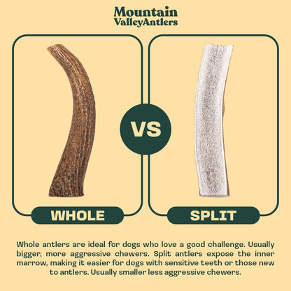 Elk Antler Whole Chew