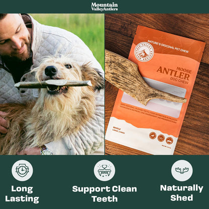 Moose Antler Whole Chew