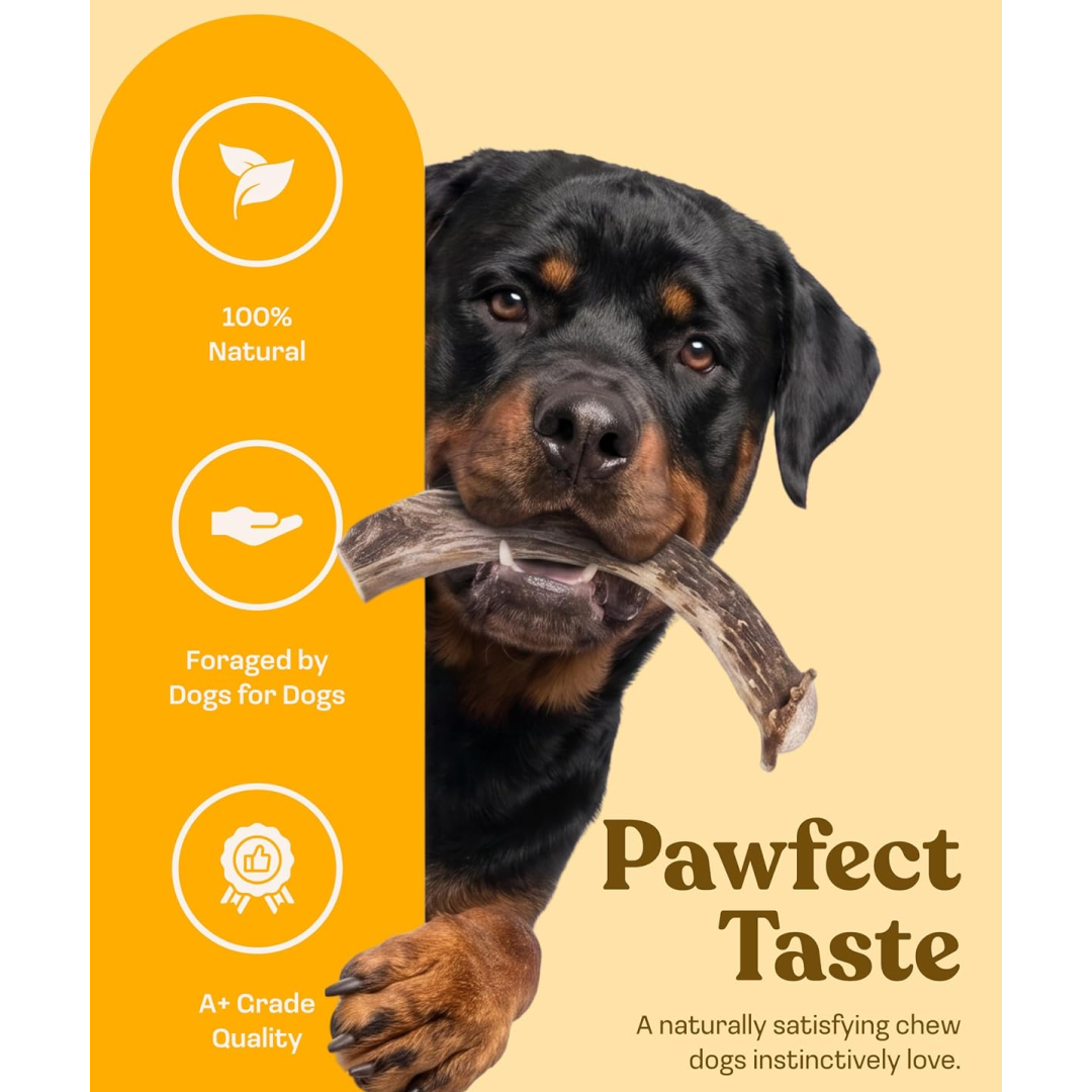 Deer Antler Whole Chew