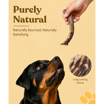 Deer Antler Whole Chew