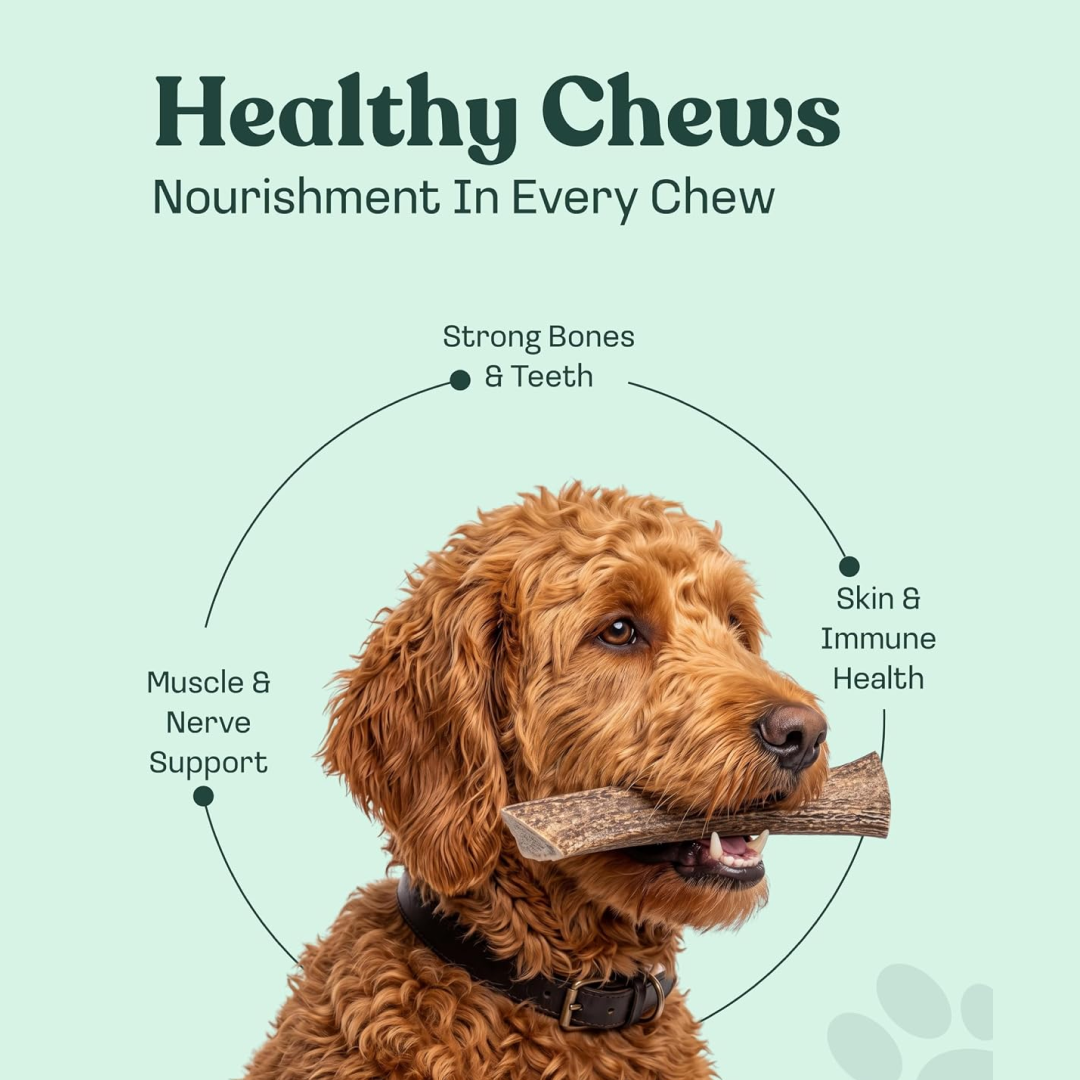 Elk Antler Whole Chew