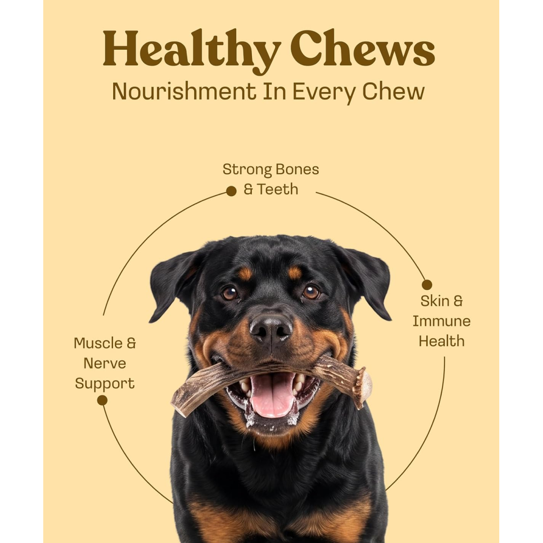 Deer Antler Whole Chew