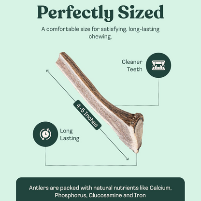 Elk Antler Split Chew