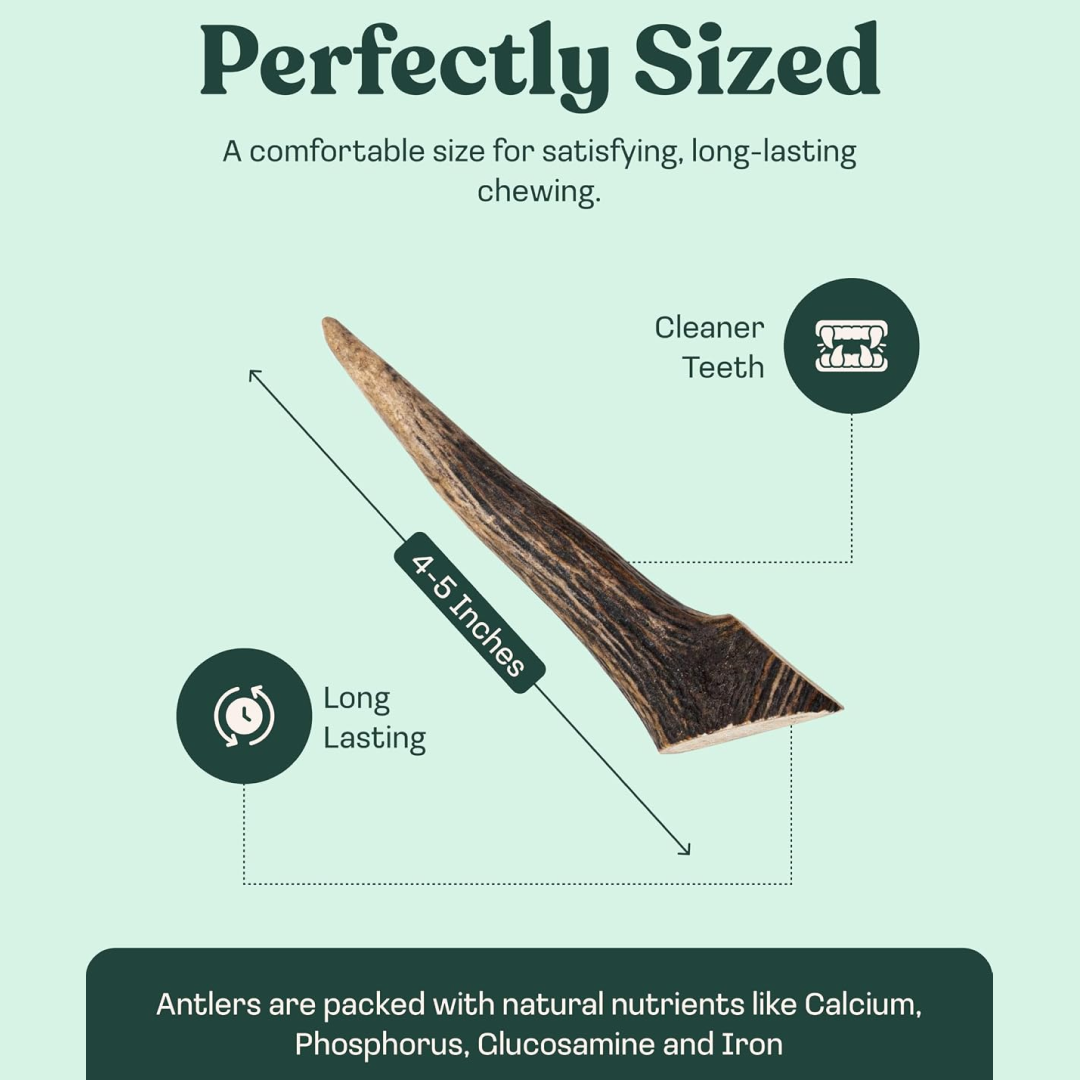 Elk Antler Whole Chew