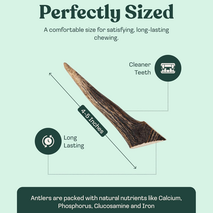 Elk Antler Whole Chew