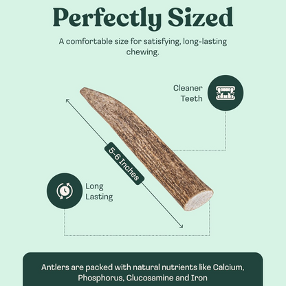 Elk Antler Whole Chew