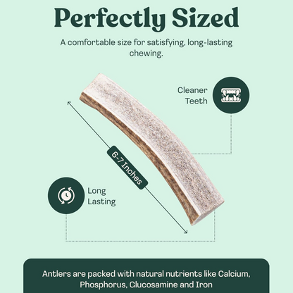 Elk Antler Split Chew