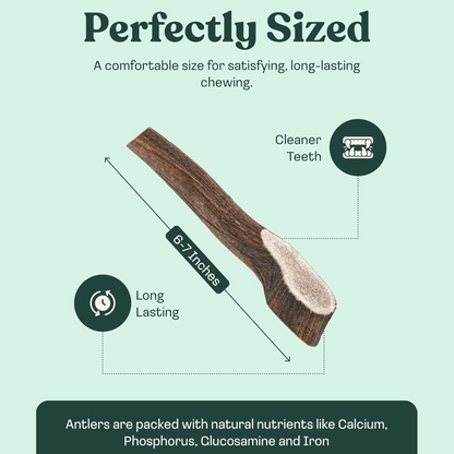 Elk Antler Whole Chew