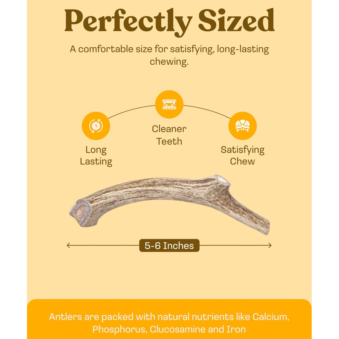Deer Antler Whole Chew