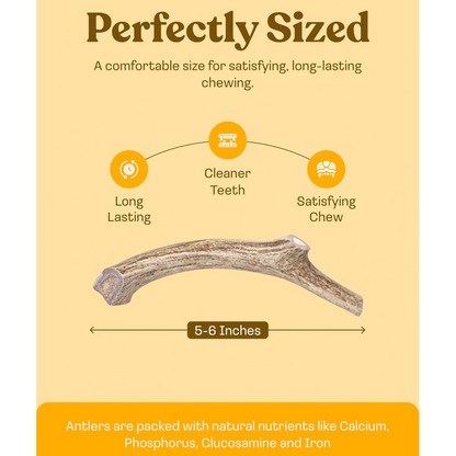 Deer Antler Whole Chew
