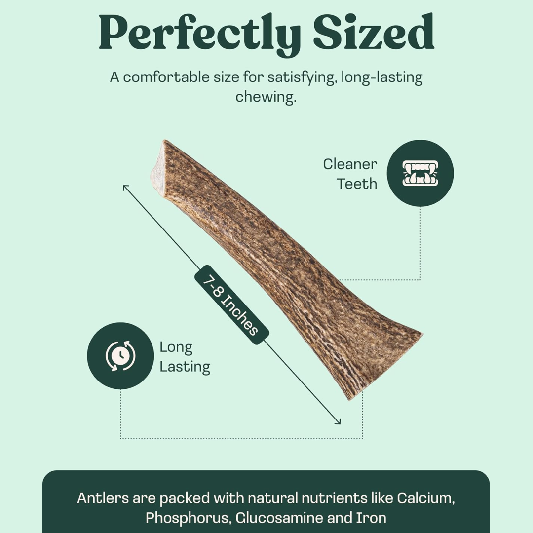 Elk Antler Whole Chew