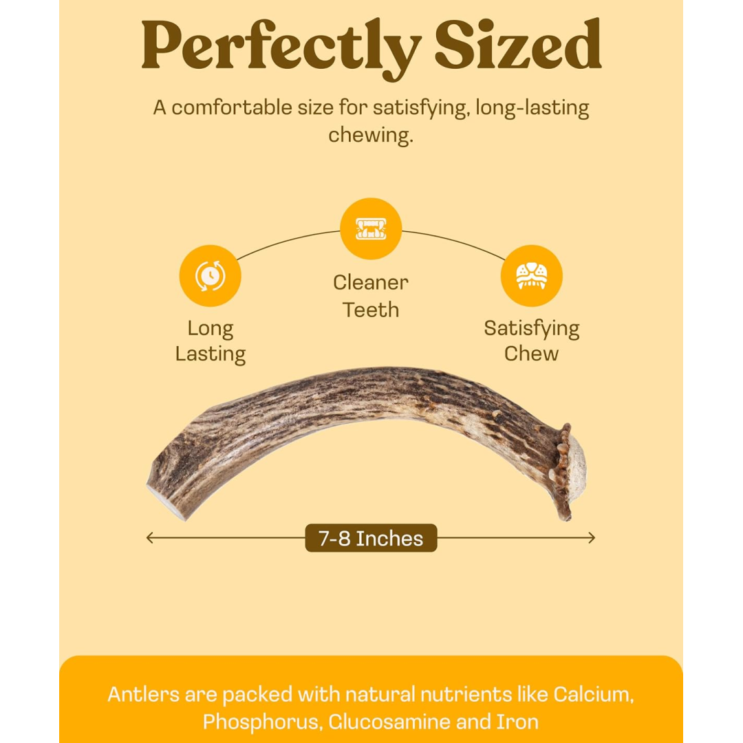 Deer Antler Whole Chew