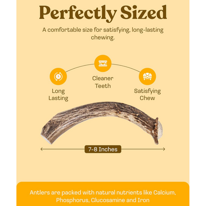 Deer Antler Whole Chew