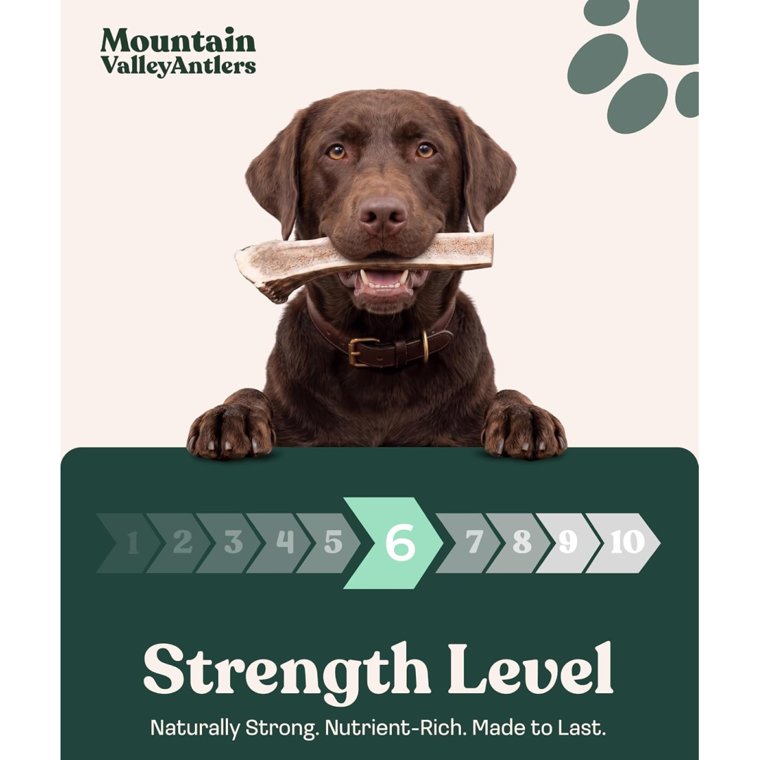 Elk Antler Split Chew