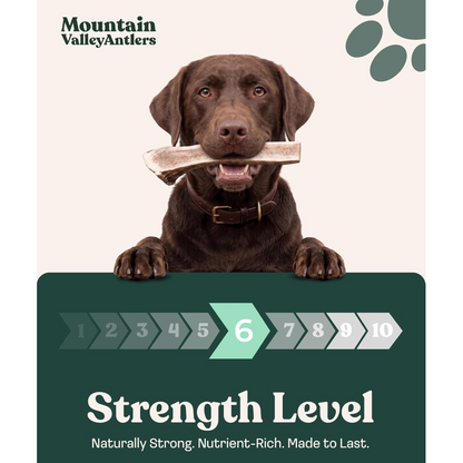 Elk Antler Split Chew