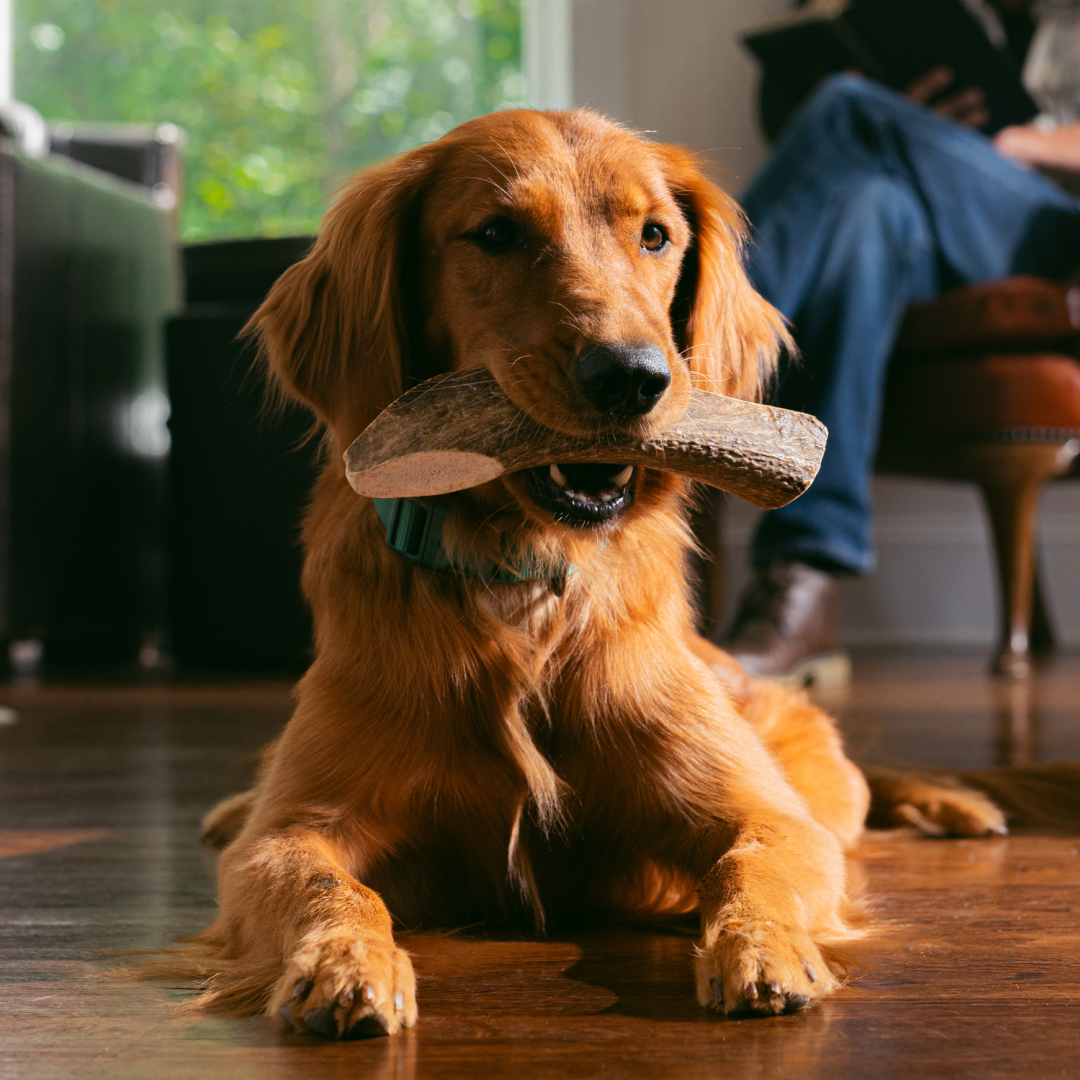 Elk Antler Whole Chew