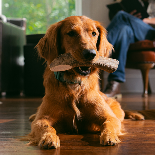 Elk Antler Whole Chew