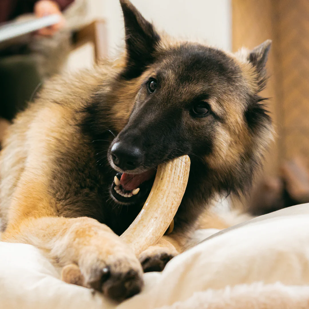 Deer Antler Whole Chew