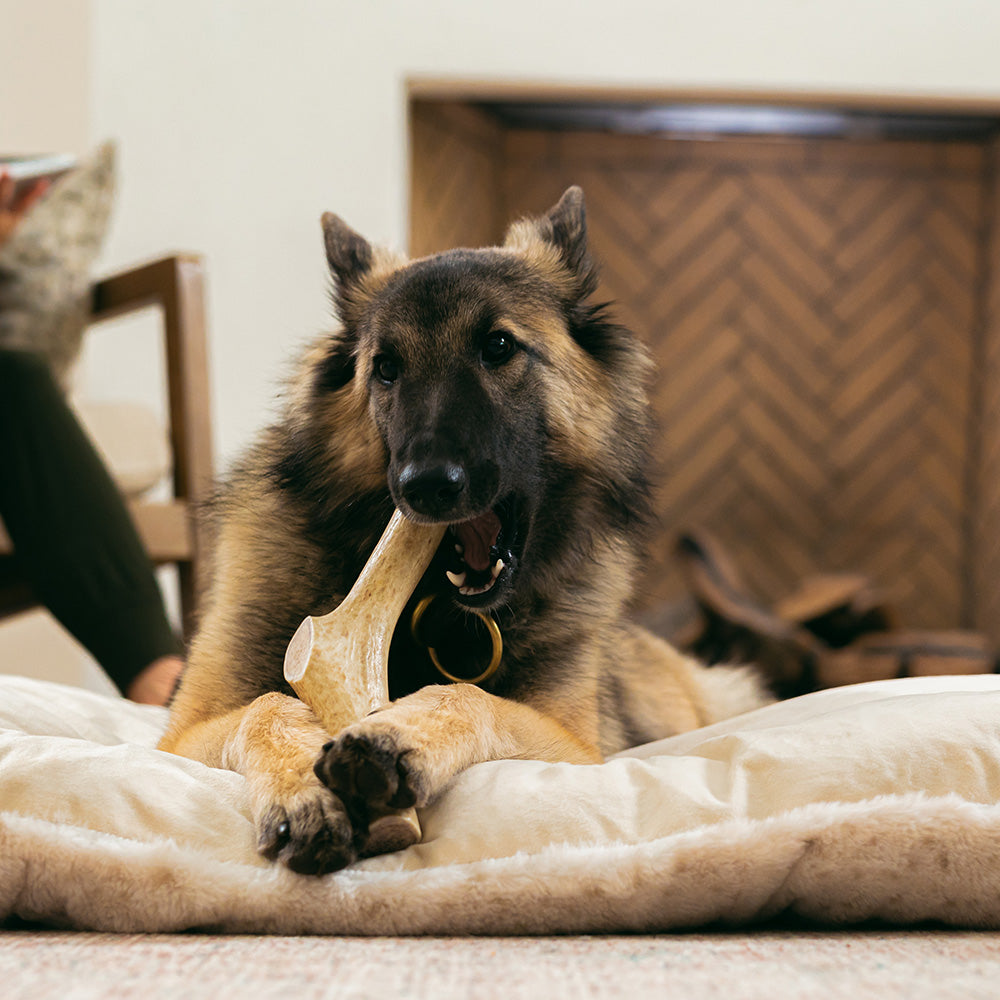 Mountain Valley Antlers are grade-a antlers ethically sourced and gathered from shed antlers