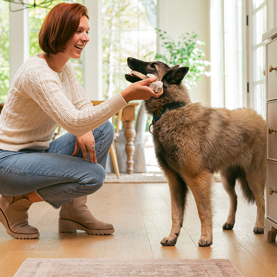 Dog being handed a Mountain Valley Antler to chew for a treat