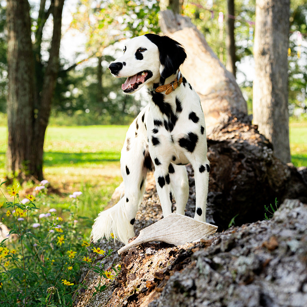 Dog chewing a Mountain Valley Antler for a treat