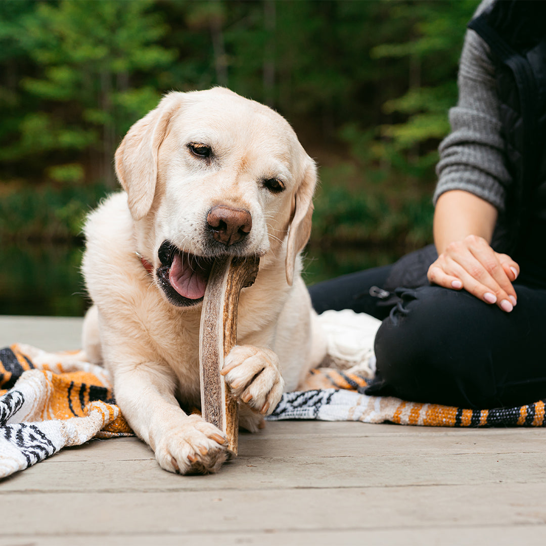 Dog chewing a Mountain Valley Antler for a treat