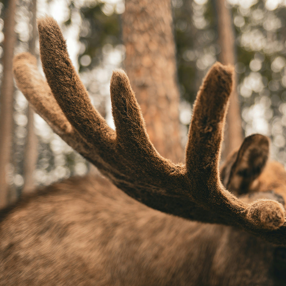 Dog chewing a Mountain Valley Antler for a treat